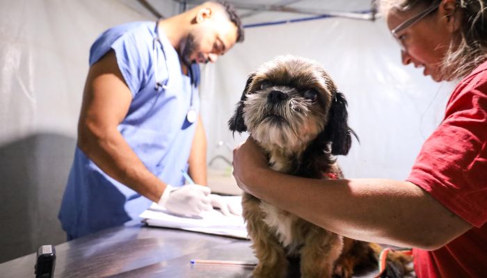 3,3 mil animais de 21 municípios serão atendidos pelo CastraPet em julho; confira a agenda